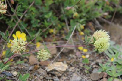 Fotografia da espécie Trifolium ochroleucon