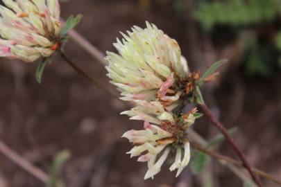 Fotografia da espécie Trifolium ochroleucon