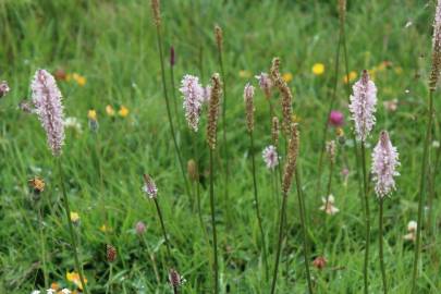 Fotografia da espécie Plantago media