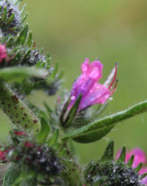 Fotografia 17 da espécie Echium vulgare subesp. vulgare no Jardim Botânico UTAD