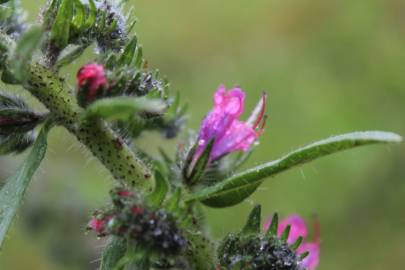 Fotografia da espécie Echium vulgare subesp. vulgare
