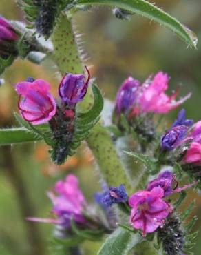 Fotografia 18 da espécie Echium vulgare subesp. vulgare no Jardim Botânico UTAD