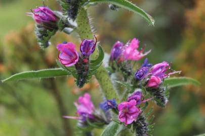 Fotografia da espécie Echium vulgare subesp. vulgare