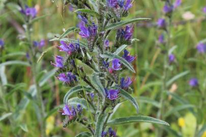 Fotografia da espécie Echium vulgare subesp. vulgare