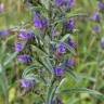 Fotografia 19 da espécie Echium vulgare subesp. vulgare do Jardim Botânico UTAD