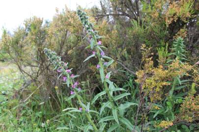 Fotografia da espécie Echium vulgare subesp. vulgare