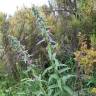 Fotografia 20 da espécie Echium vulgare subesp. vulgare do Jardim Botânico UTAD