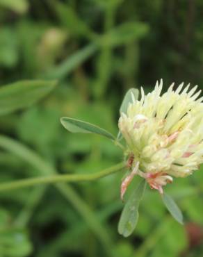 Fotografia 9 da espécie Trifolium ochroleucon no Jardim Botânico UTAD