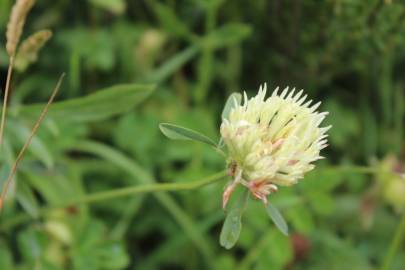 Fotografia da espécie Trifolium ochroleucon