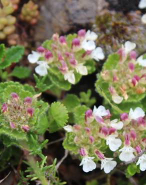 Fotografia 1 da espécie Teucrium pyrenaicum no Jardim Botânico UTAD