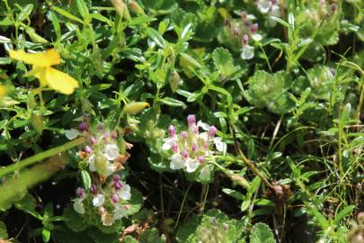 Fotografia da espécie Teucrium pyrenaicum