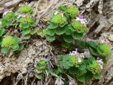 Fotografia da espécie Teucrium pyrenaicum