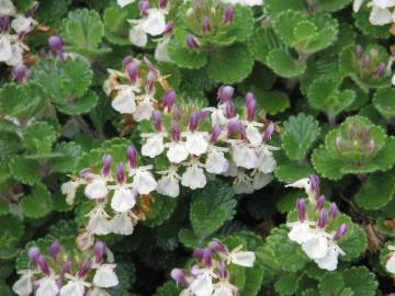 Fotografia da espécie Teucrium pyrenaicum