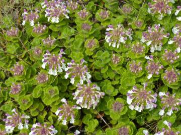 Fotografia da espécie Teucrium pyrenaicum