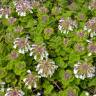 Fotografia 11 da espécie Teucrium pyrenaicum do Jardim Botânico UTAD