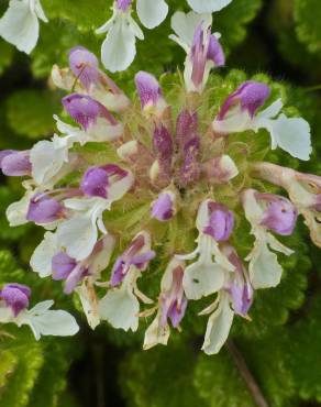 Fotografia 12 da espécie Teucrium pyrenaicum no Jardim Botânico UTAD