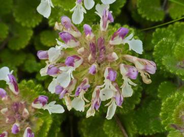 Fotografia da espécie Teucrium pyrenaicum