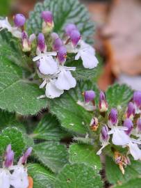 Fotografia da espécie Teucrium pyrenaicum