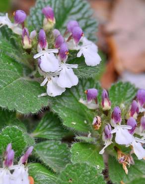 Fotografia 13 da espécie Teucrium pyrenaicum no Jardim Botânico UTAD