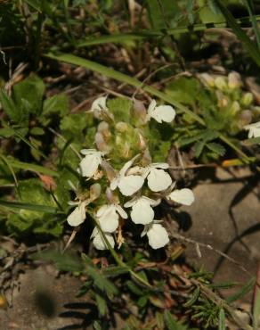 Fotografia 14 da espécie Teucrium pyrenaicum no Jardim Botânico UTAD