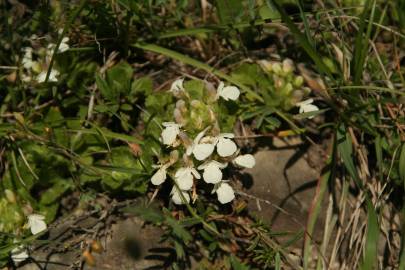 Fotografia da espécie Teucrium pyrenaicum