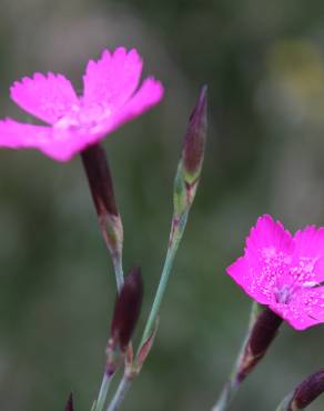 Fotografia 11 da espécie Dianthus deltoides no Jardim Botânico UTAD