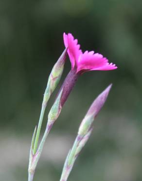 Fotografia 12 da espécie Dianthus deltoides no Jardim Botânico UTAD