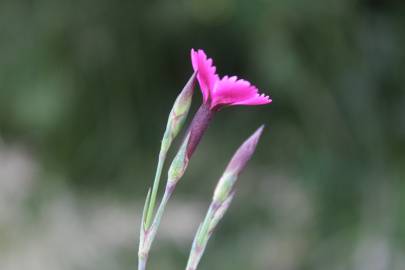 Fotografia da espécie Dianthus deltoides