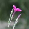 Fotografia 12 da espécie Dianthus deltoides do Jardim Botânico UTAD