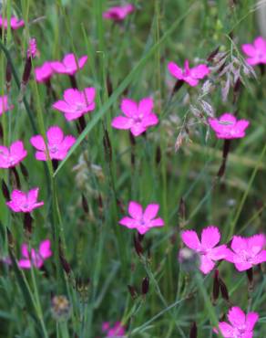 Fotografia 13 da espécie Dianthus deltoides no Jardim Botânico UTAD