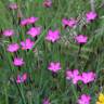 Fotografia 13 da espécie Dianthus deltoides do Jardim Botânico UTAD