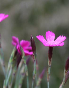 Fotografia 14 da espécie Dianthus deltoides no Jardim Botânico UTAD