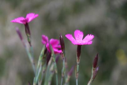 Fotografia da espécie Dianthus deltoides