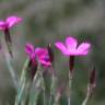 Fotografia 14 da espécie Dianthus deltoides do Jardim Botânico UTAD