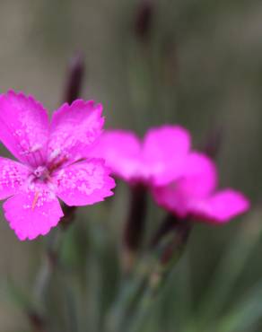 Fotografia 15 da espécie Dianthus deltoides no Jardim Botânico UTAD