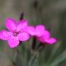 Fotografia 15 da espécie Dianthus deltoides do Jardim Botânico UTAD