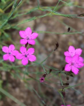 Fotografia 16 da espécie Dianthus deltoides no Jardim Botânico UTAD