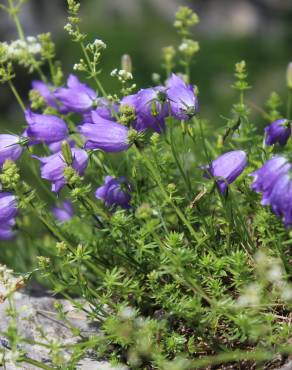 Fotografia 1 da espécie Campanula scheuchzeri no Jardim Botânico UTAD