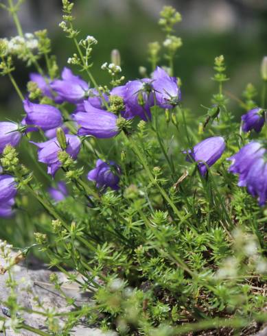 Fotografia de capa Campanula scheuchzeri - do Jardim Botânico