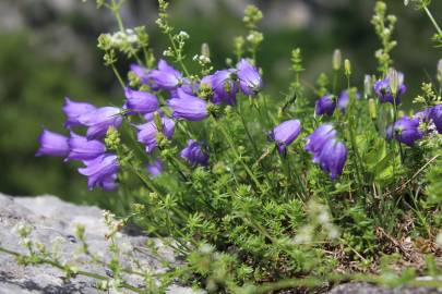 Fotografia da espécie Campanula scheuchzeri