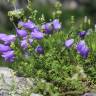 Fotografia 1 da espécie Campanula scheuchzeri do Jardim Botânico UTAD