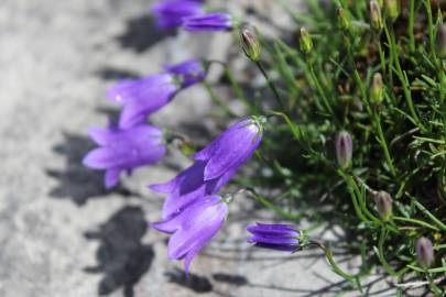 Fotografia da espécie Campanula scheuchzeri