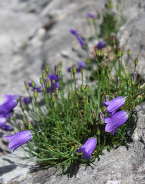 Fotografia 3 da espécie Campanula scheuchzeri no Jardim Botânico UTAD