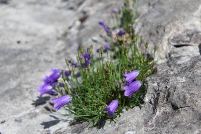 Fotografia da espécie Campanula scheuchzeri