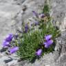 Fotografia 3 da espécie Campanula scheuchzeri do Jardim Botânico UTAD