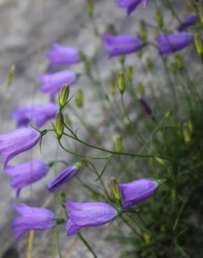 Fotografia 4 da espécie Campanula scheuchzeri no Jardim Botânico UTAD