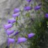 Fotografia 4 da espécie Campanula scheuchzeri do Jardim Botânico UTAD