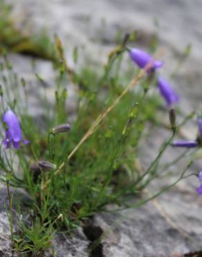 Fotografia 5 da espécie Campanula scheuchzeri no Jardim Botânico UTAD