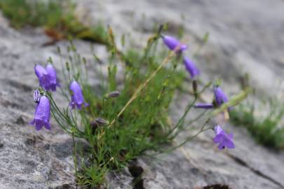 Fotografia da espécie Campanula scheuchzeri