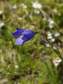 Fotografia da espécie Campanula scheuchzeri